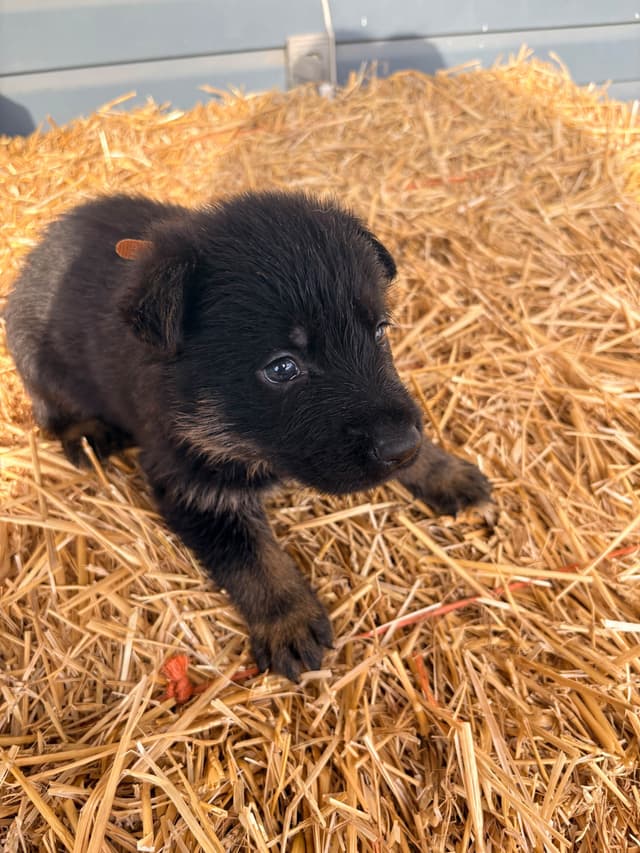 German Shepherd Dog Puppies media 18