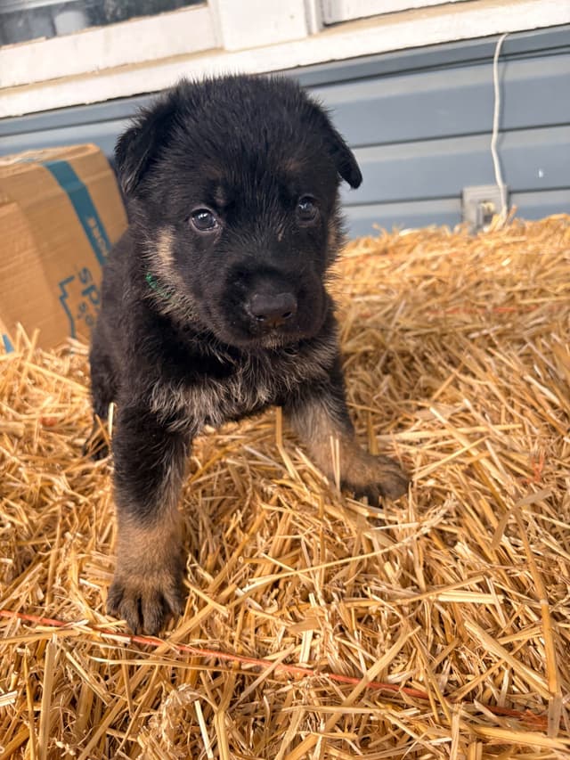 German Shepherd Dog Puppies media 19