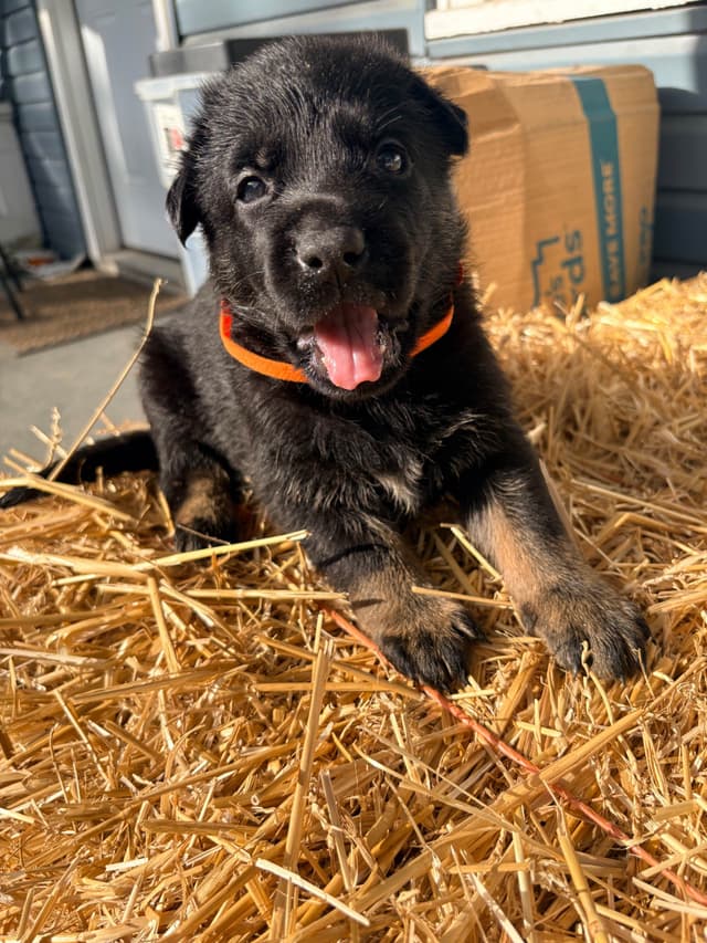 German Shepherd Dog Puppies media 20