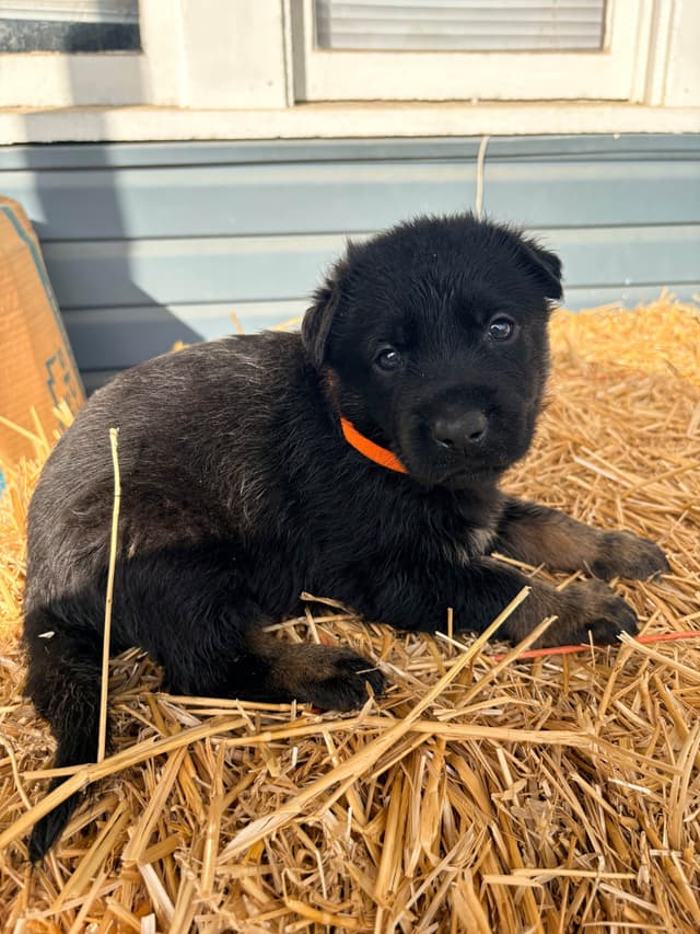 German Shepherd Dog Puppies media 21
