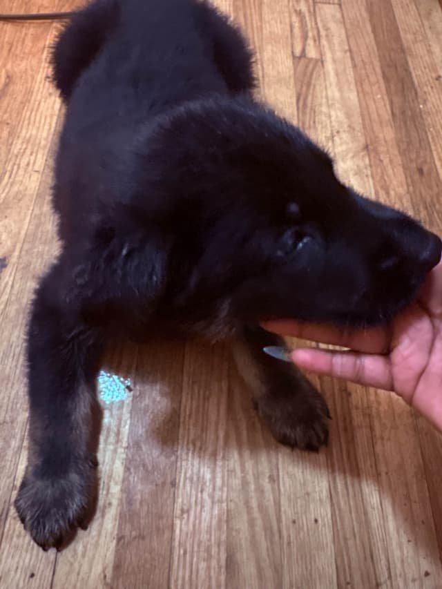 German Shepherd Dog Puppies media 24