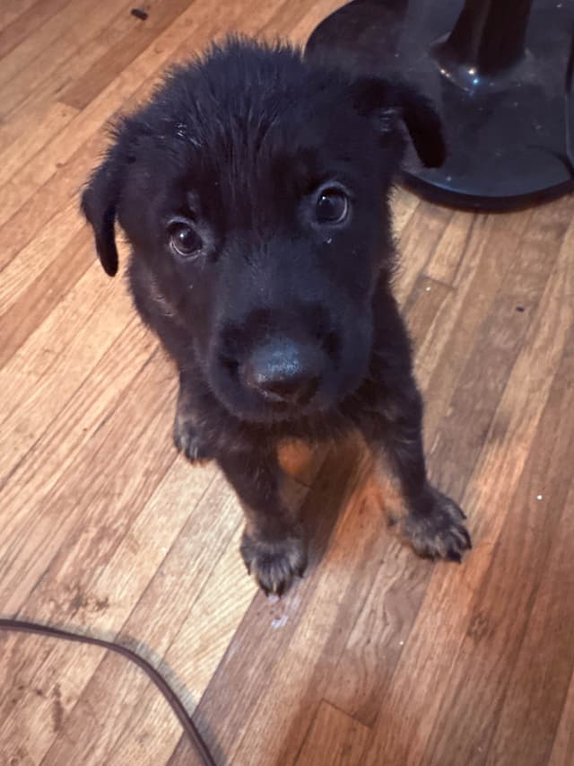 German Shepherd Dog Puppies media 23