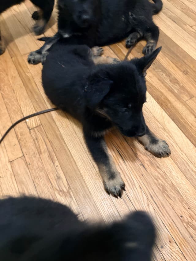 German Shepherd Dog Puppies media 22