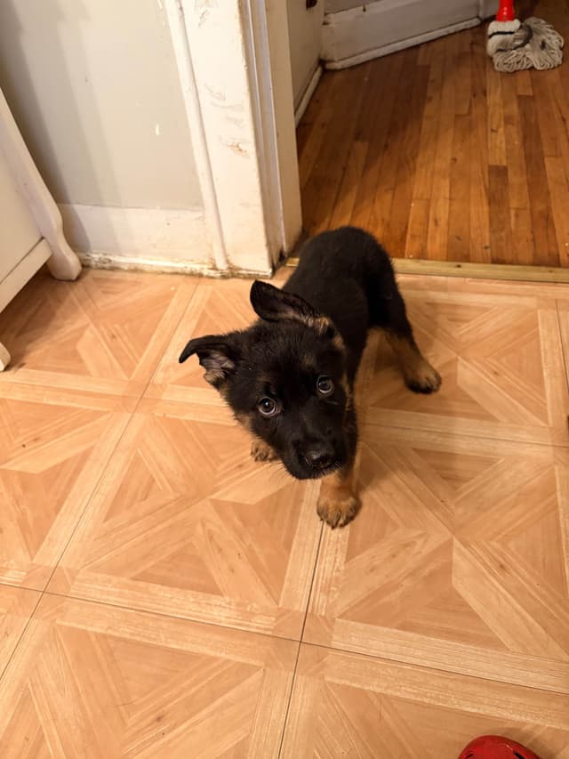 German Shepherd Dog Puppies media 25