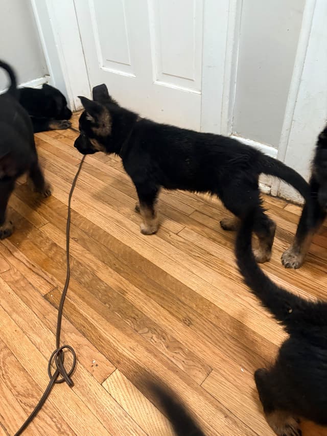 German Shepherd Dog Puppies media 26