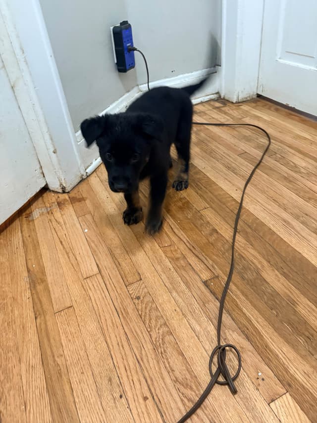 German Shepherd Dog Puppies media 28