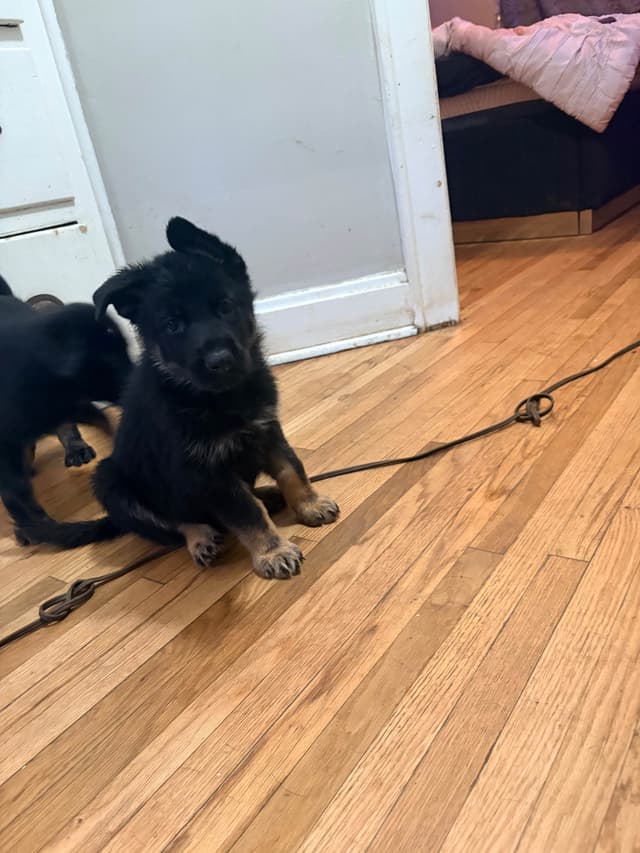 German Shepherd Dog Puppies media 27