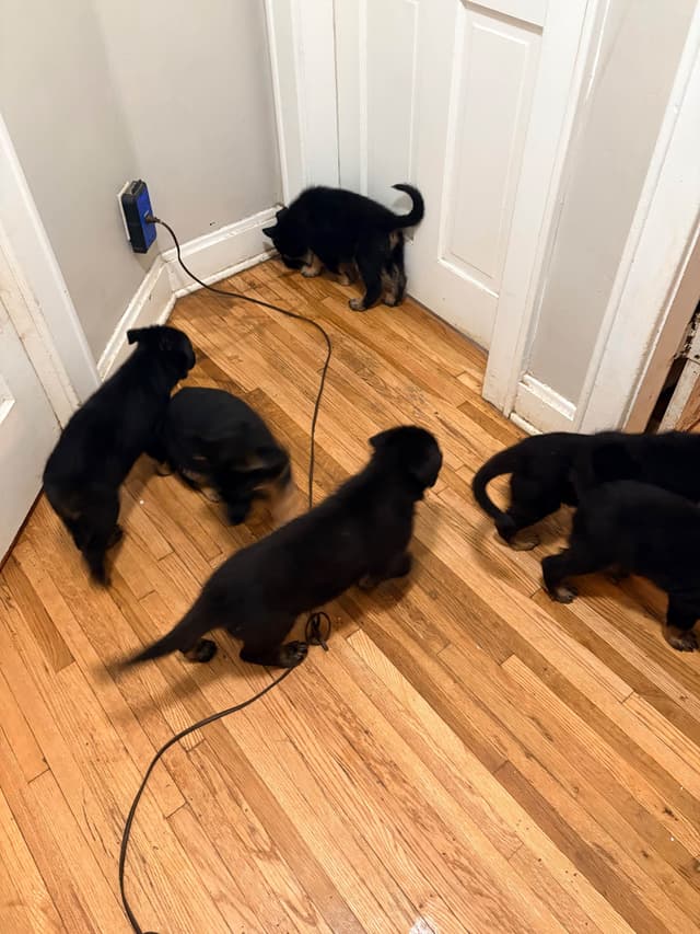 German Shepherd Dog Puppies media 29