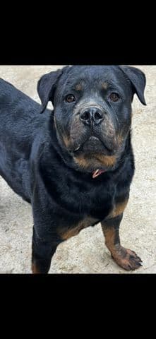 Rottweiler Puppies breeder image 1