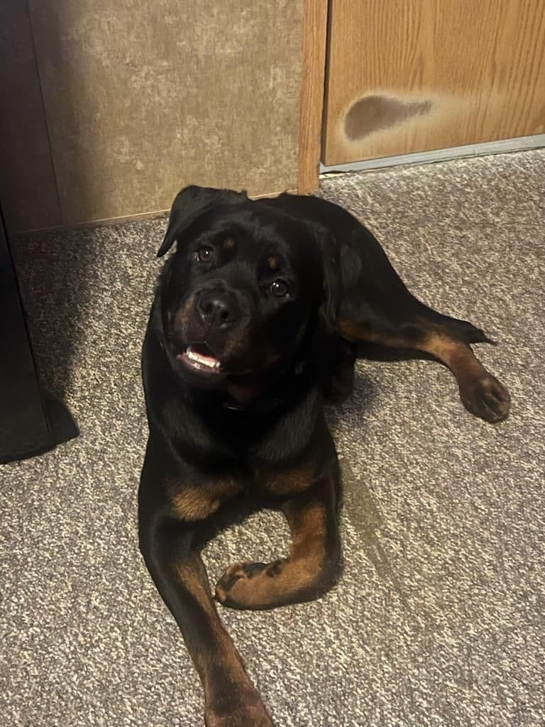 Rottweiler Puppies breeder image 3