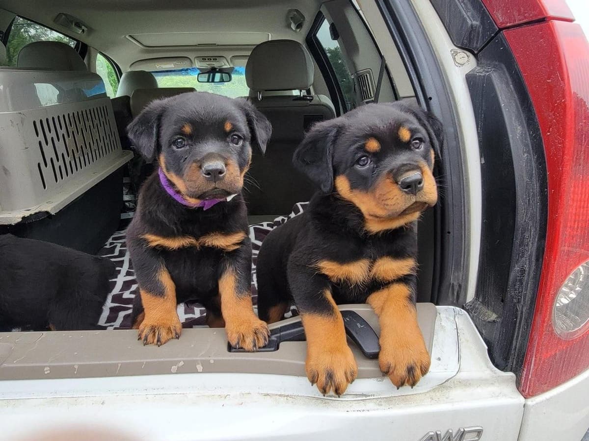 Rottweiler Puppies breeder image 4