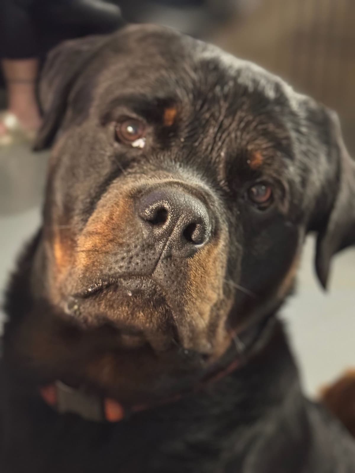 Rottweiler Puppies breeder image 5