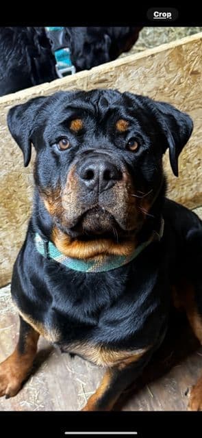 Rottweiler Puppies breeder image 6