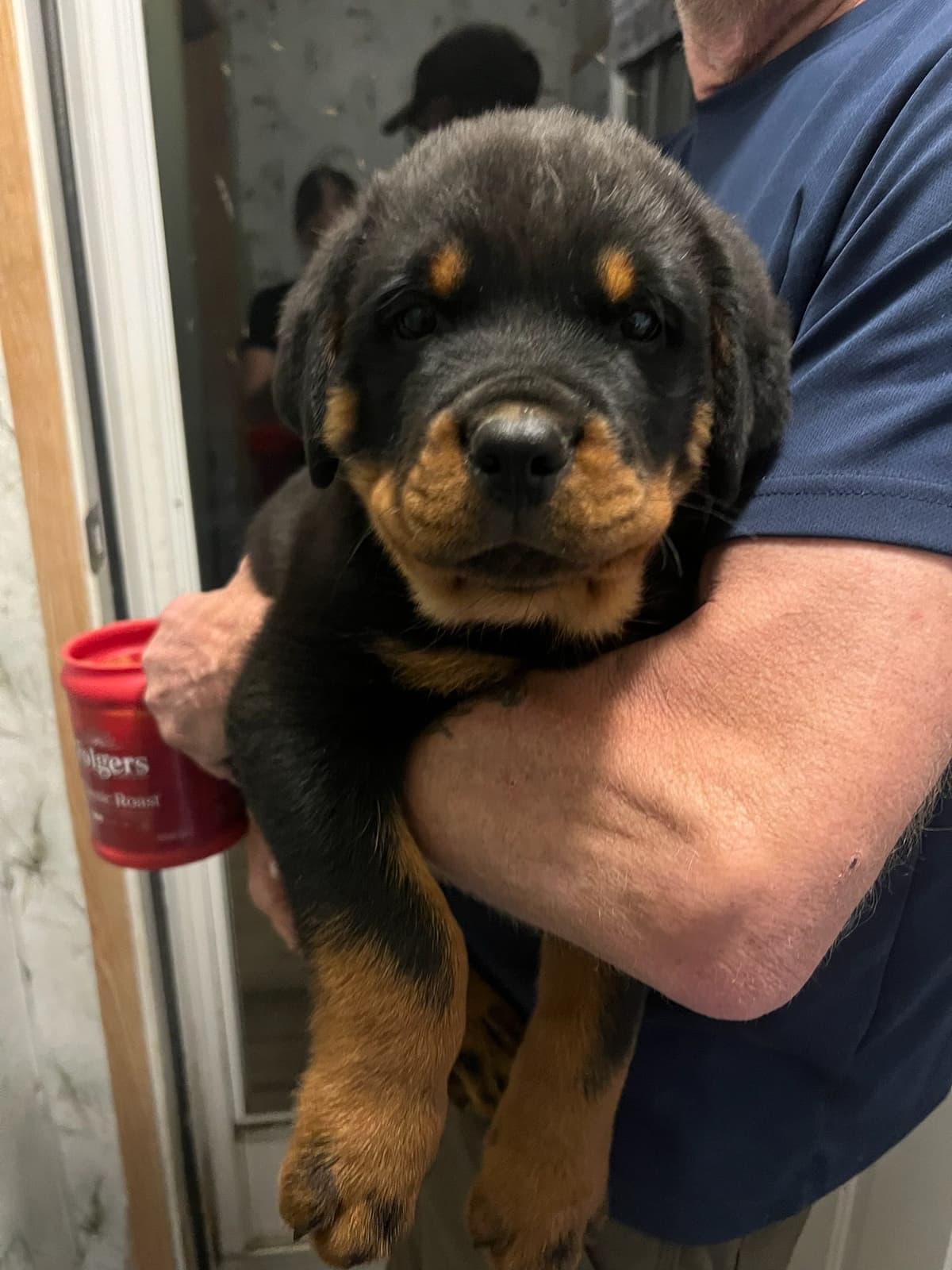 Rottweiler Puppies breeder image 7
