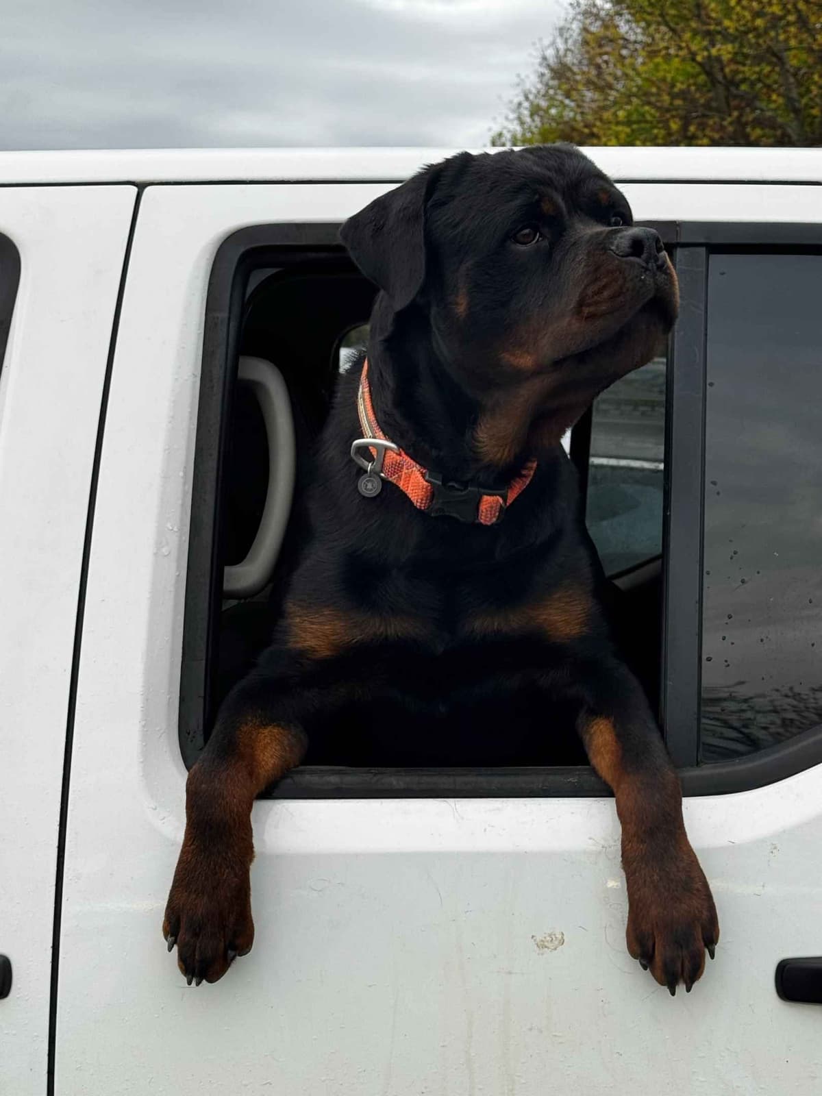 Rottweiler Puppies breeder image 8