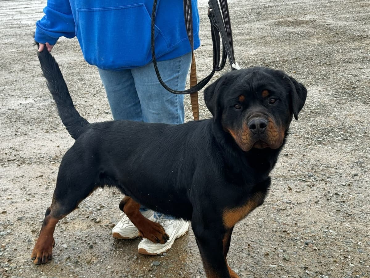 Rottweiler Puppies breeder image 9