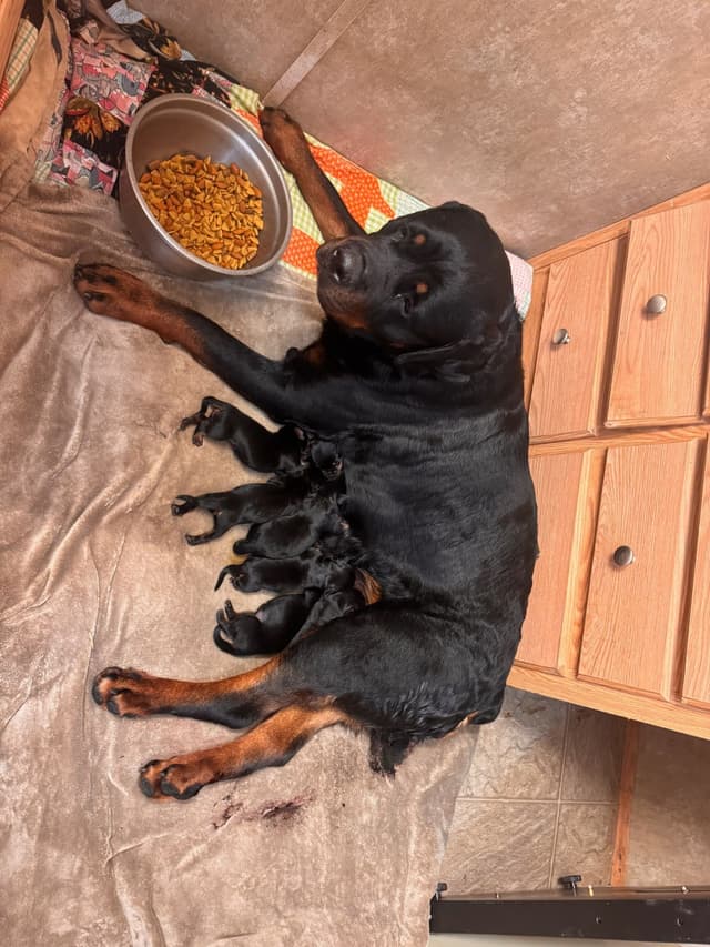Rottweiler Puppies media 2