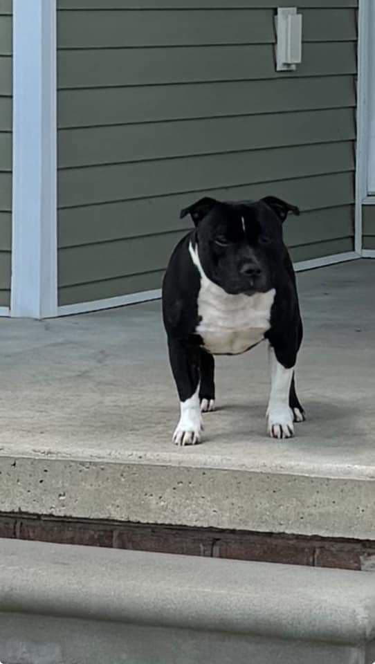 Staffordshire Bull Terrier Puppies breeder image 1