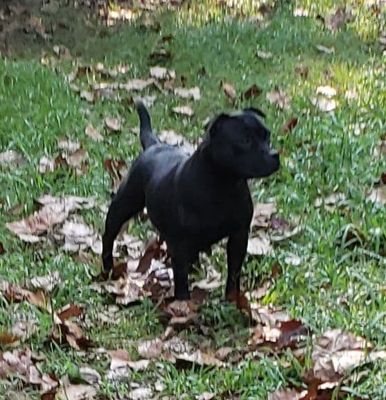 Staffordshire Bull Terrier Puppies breeder image 4