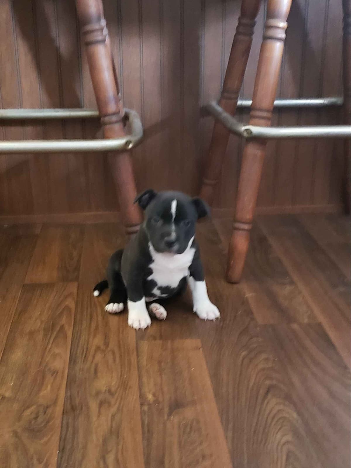 Staffordshire Bull Terrier Puppies breeder image 5