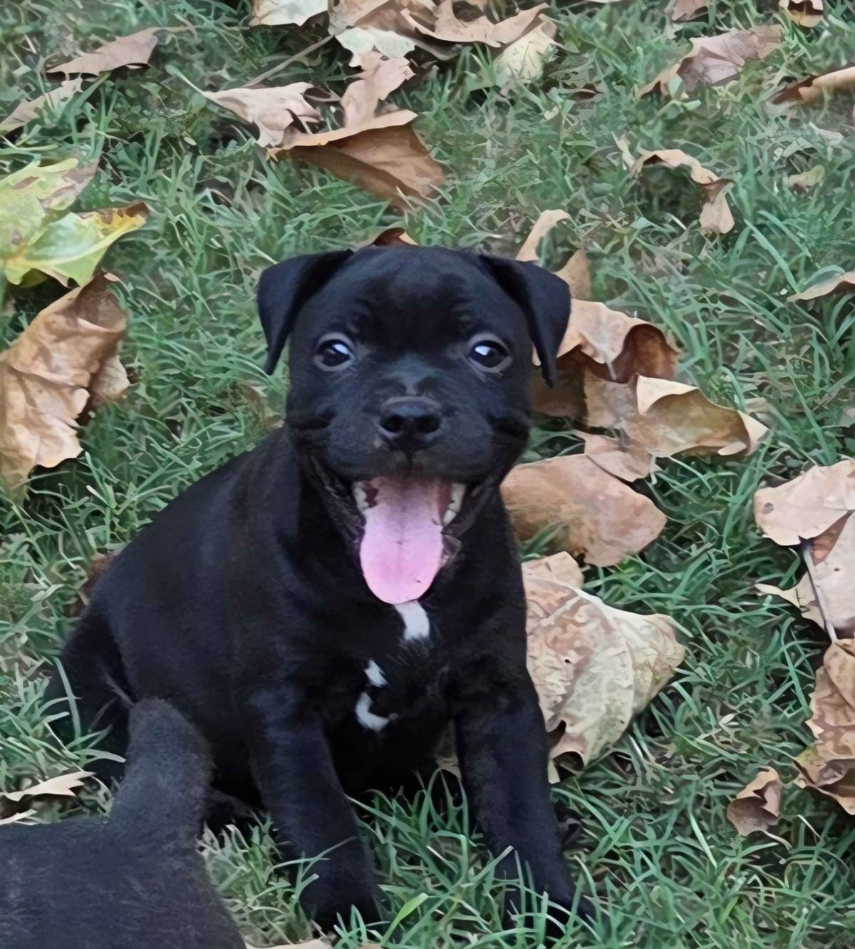 Staffordshire Bull Terrier Puppies breeder image 7