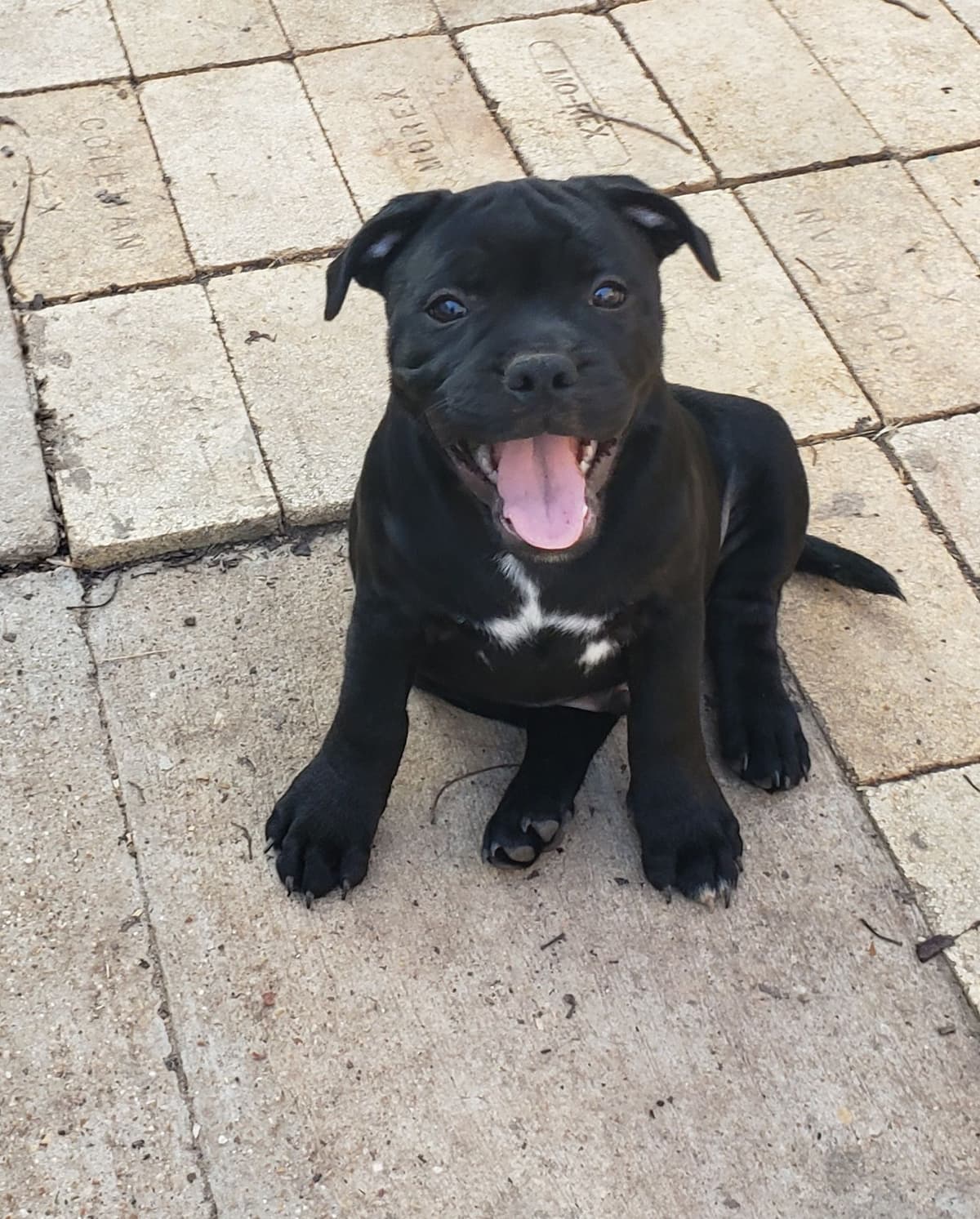 Staffordshire Bull Terrier Puppies breeder image 8