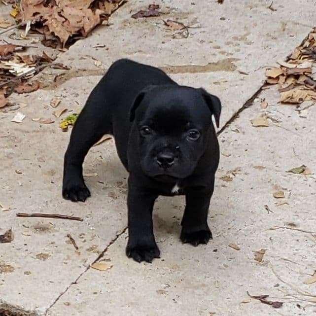 Staffordshire Bull Terrier Puppies breeder image 9