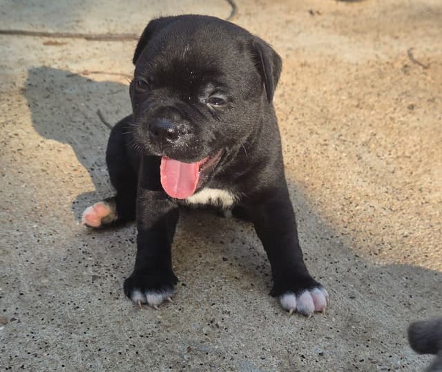 Staffordshire Bull Terrier Puppies media 2