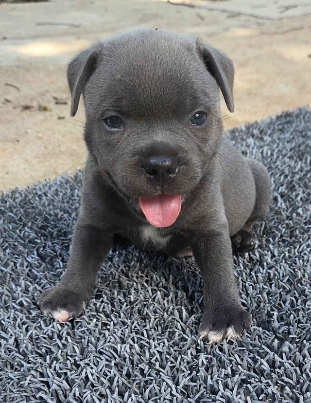 Staffordshire Bull Terrier Puppies media 3