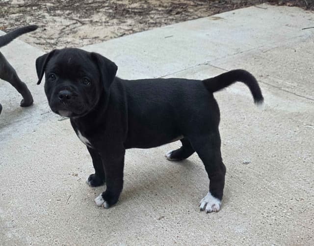 Staffordshire Bull Terrier Puppies media 4