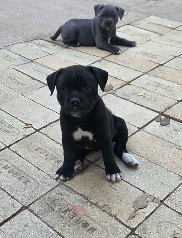 Staffordshire Bull Terrier Puppies media 5