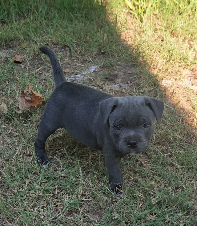 Staffordshire Bull Terrier Puppies media 6