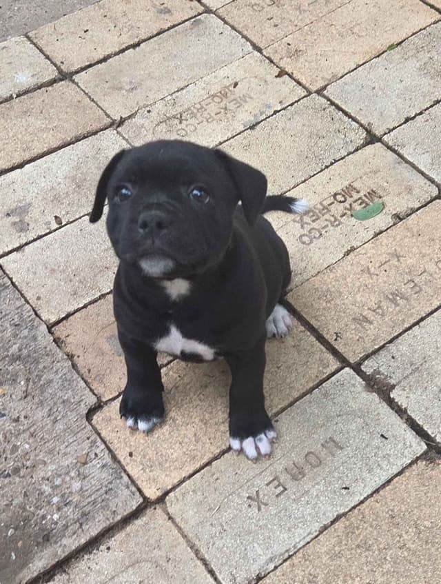 Staffordshire Bull Terrier Puppies media 8