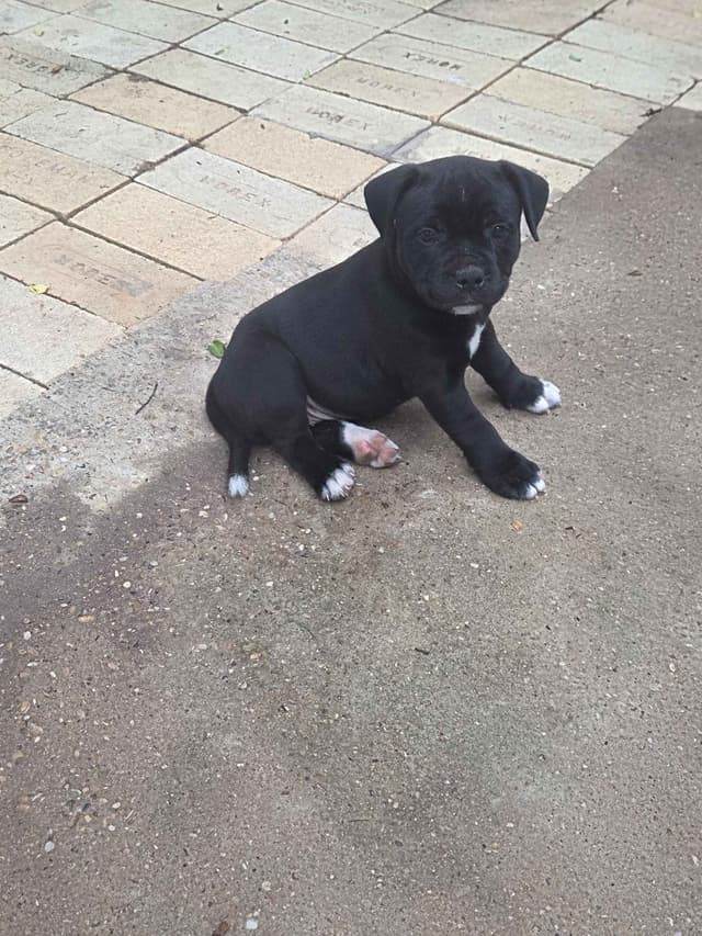 Staffordshire Bull Terrier Puppies media 7