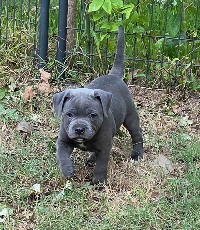 Staffordshire Bull Terrier Puppies media 9