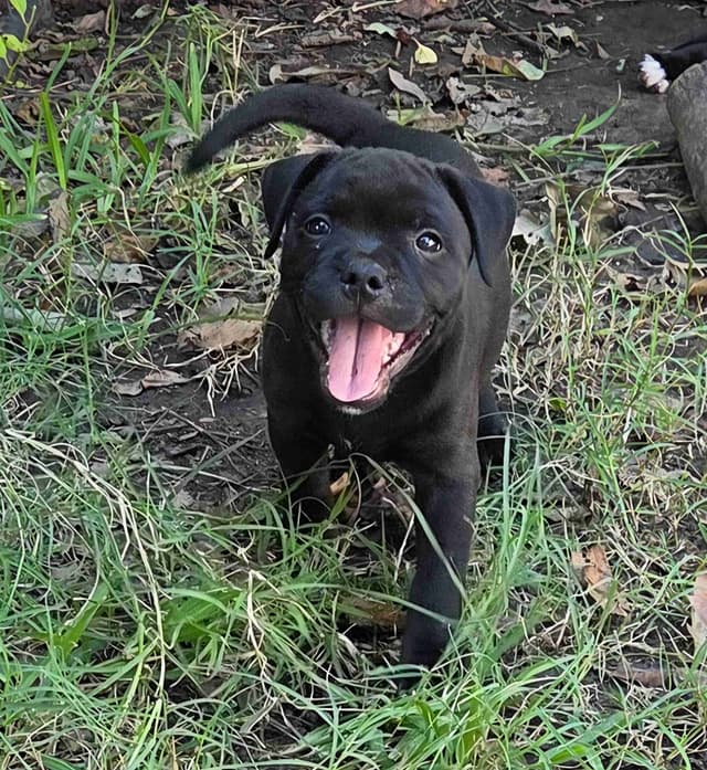 Staffordshire Bull Terrier Puppies media 10
