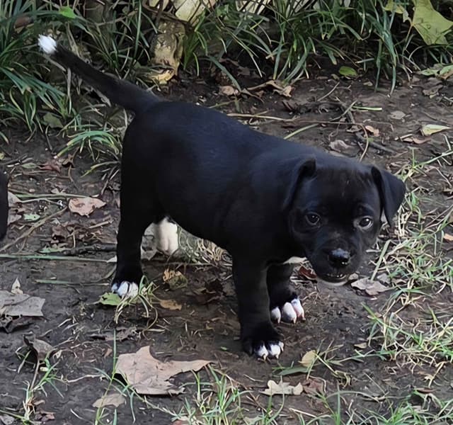 Staffordshire Bull Terrier Puppies media 11
