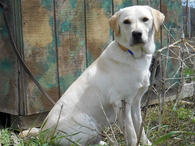 Labrador Retriever Puppies breeder image 1