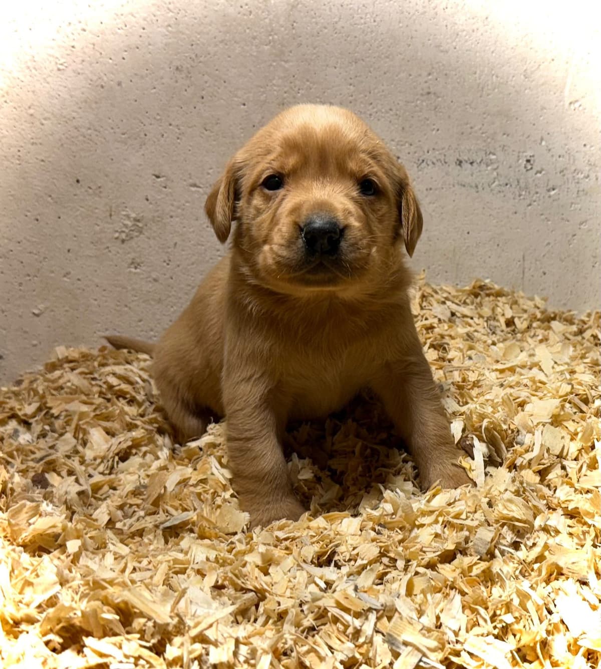 Labrador Retriever Puppies breeder image 3