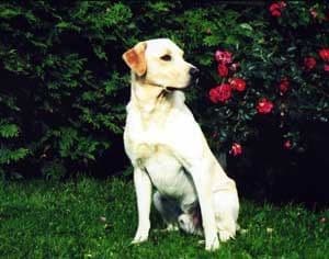 Labrador Retriever Puppies breeder image 5