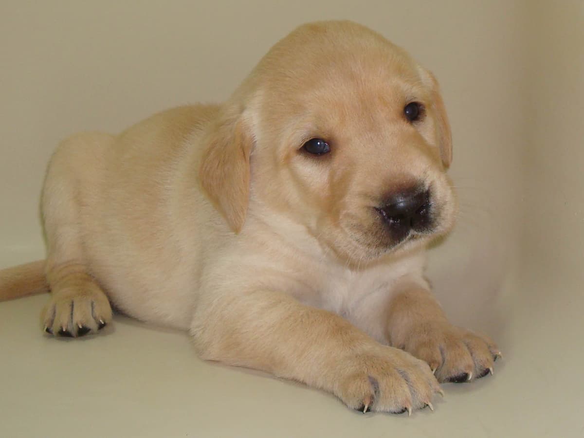 Labrador Retriever Puppies breeder image 6