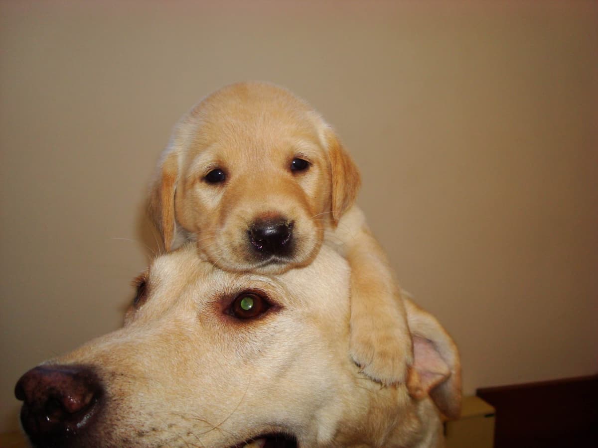 Labrador Retriever Puppies breeder image 7