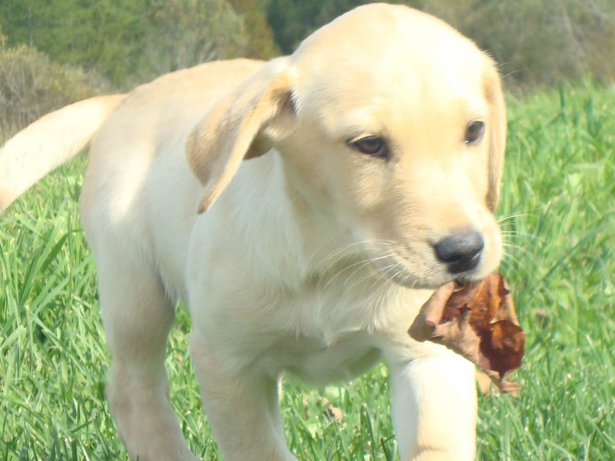 Labrador Retriever Puppies breeder image 9