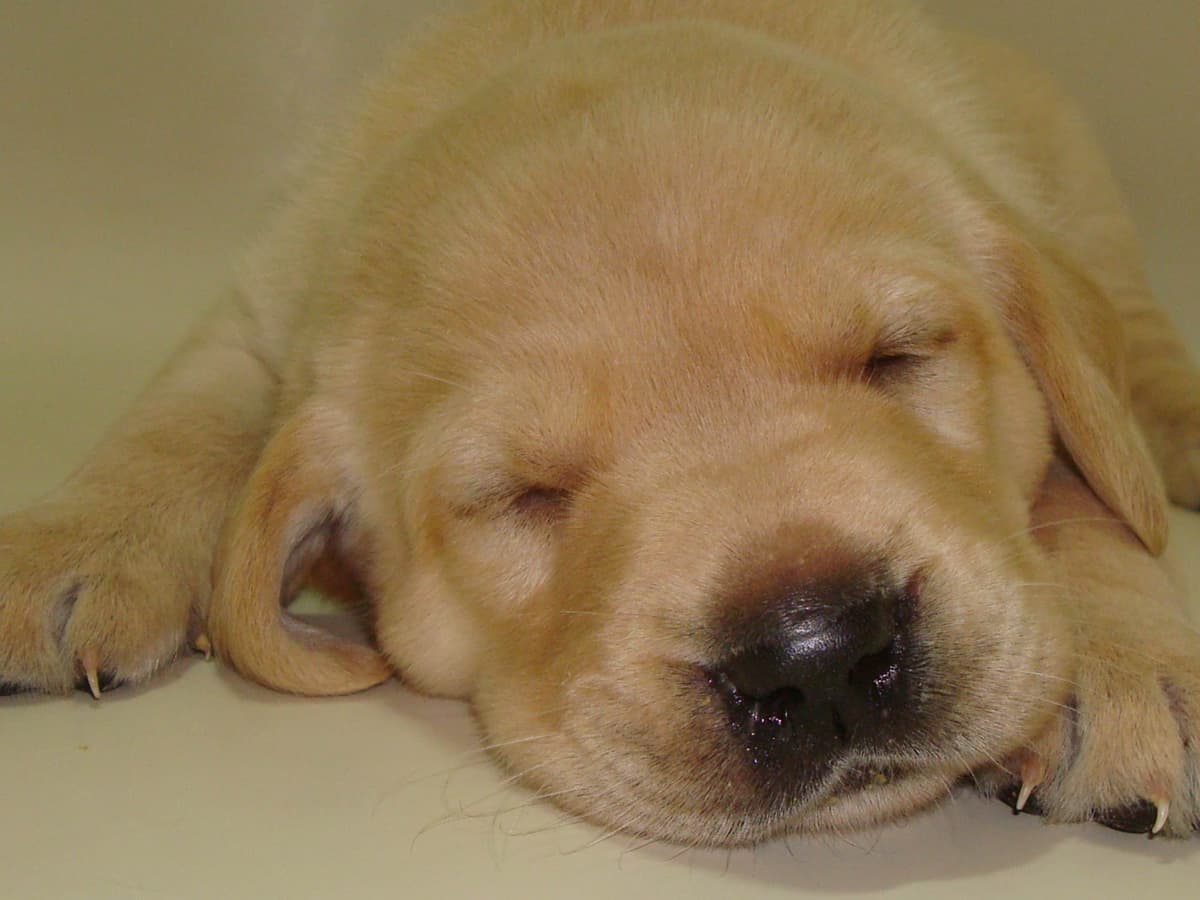 Labrador Retriever Puppies breeder image 8