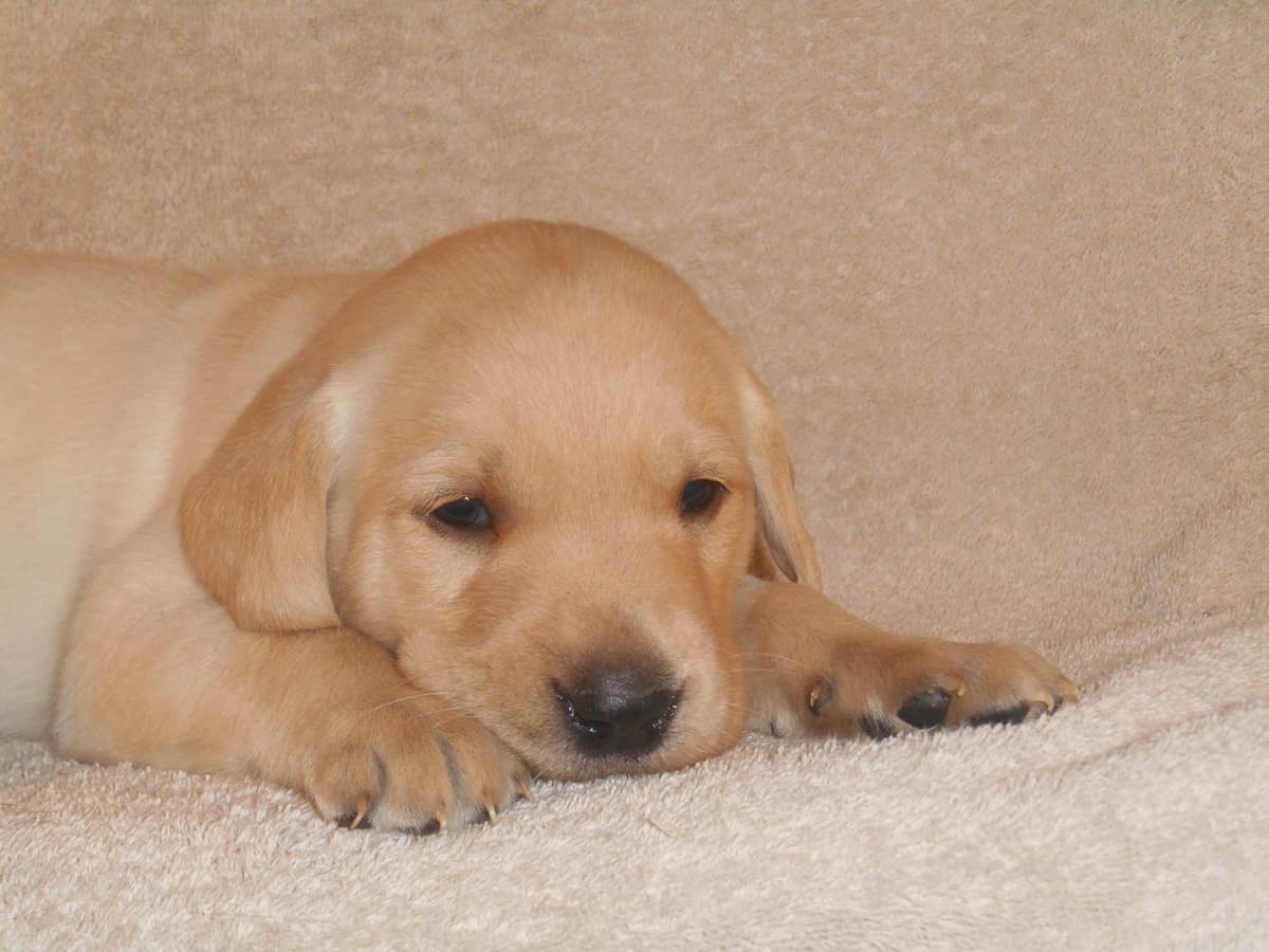 Labrador Retriever Puppies breeder image 10
