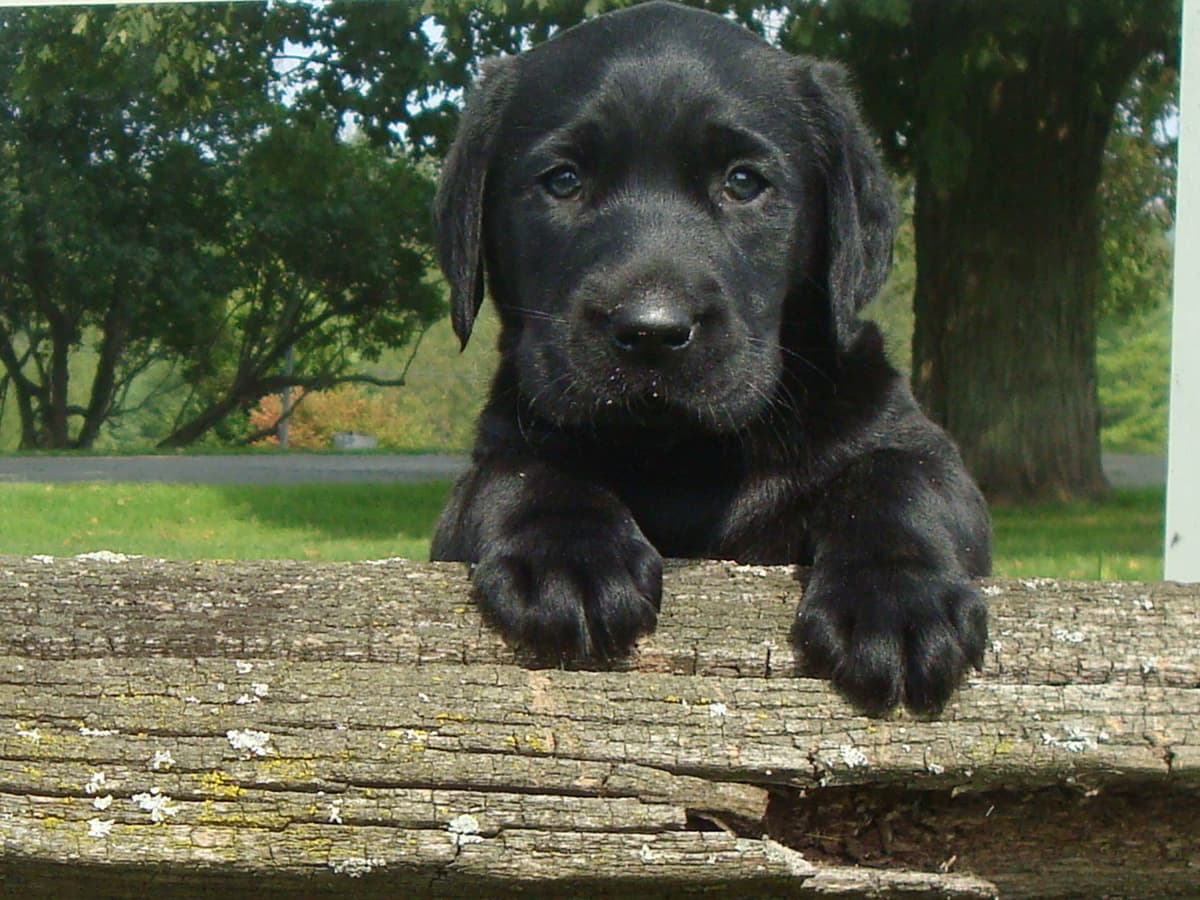 Labrador Retriever Puppies breeder image 11