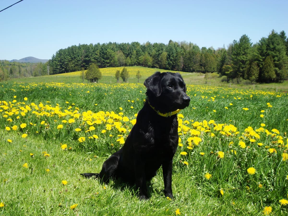 Labrador Retriever Puppies breeder image 12