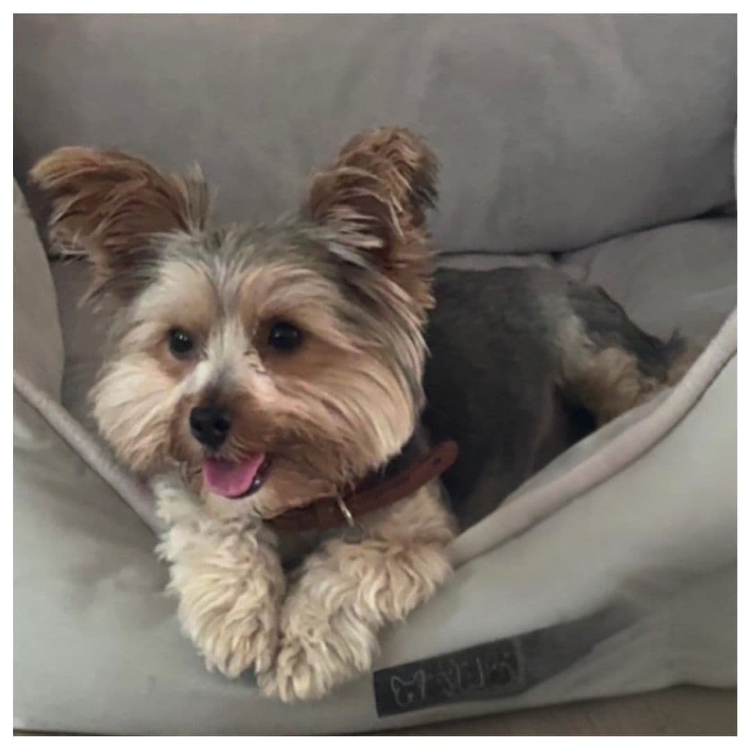 Male Parti Yorkie Puppy Available breeder image 1