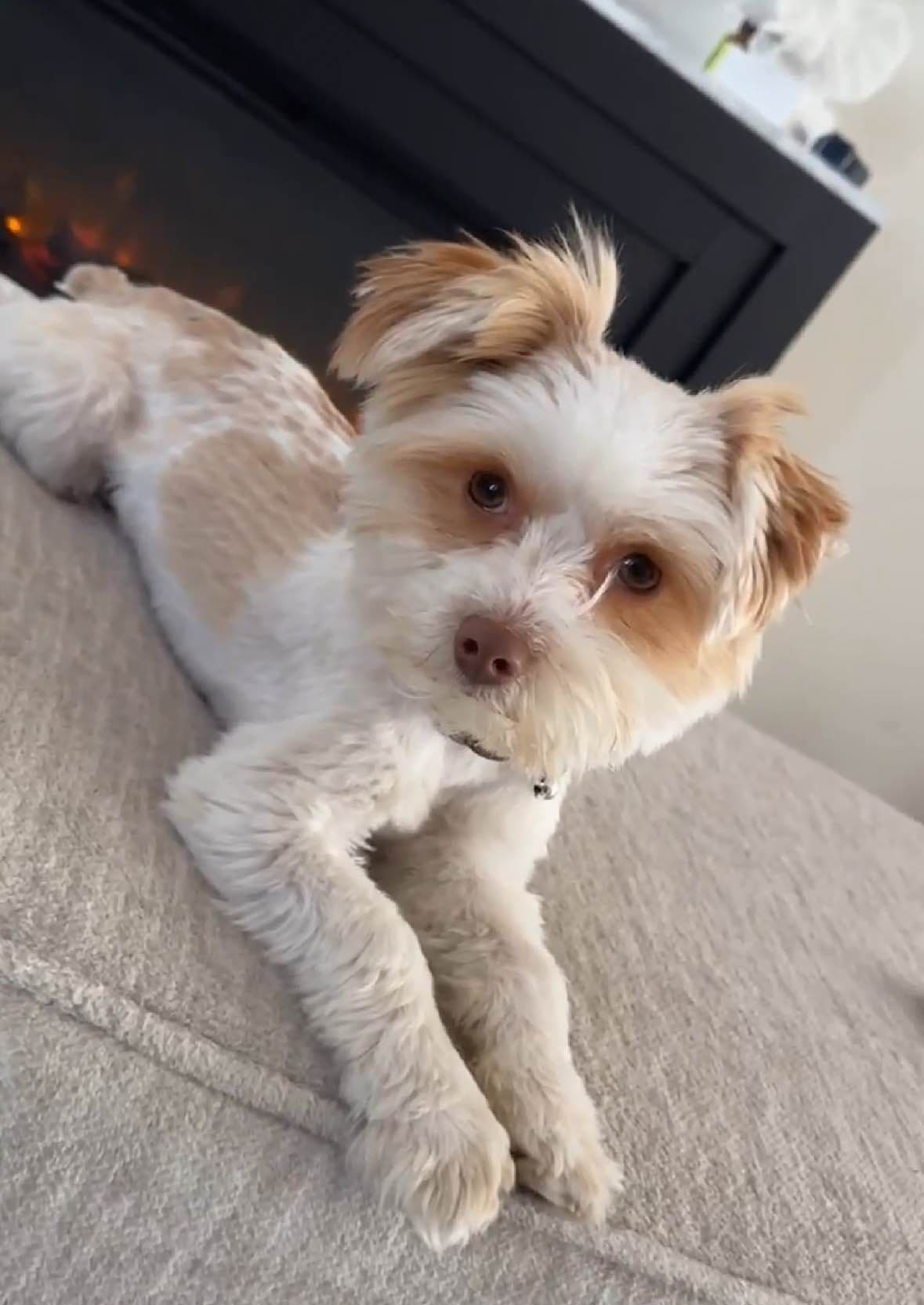 Male Parti Yorkie Puppy Available breeder image 3