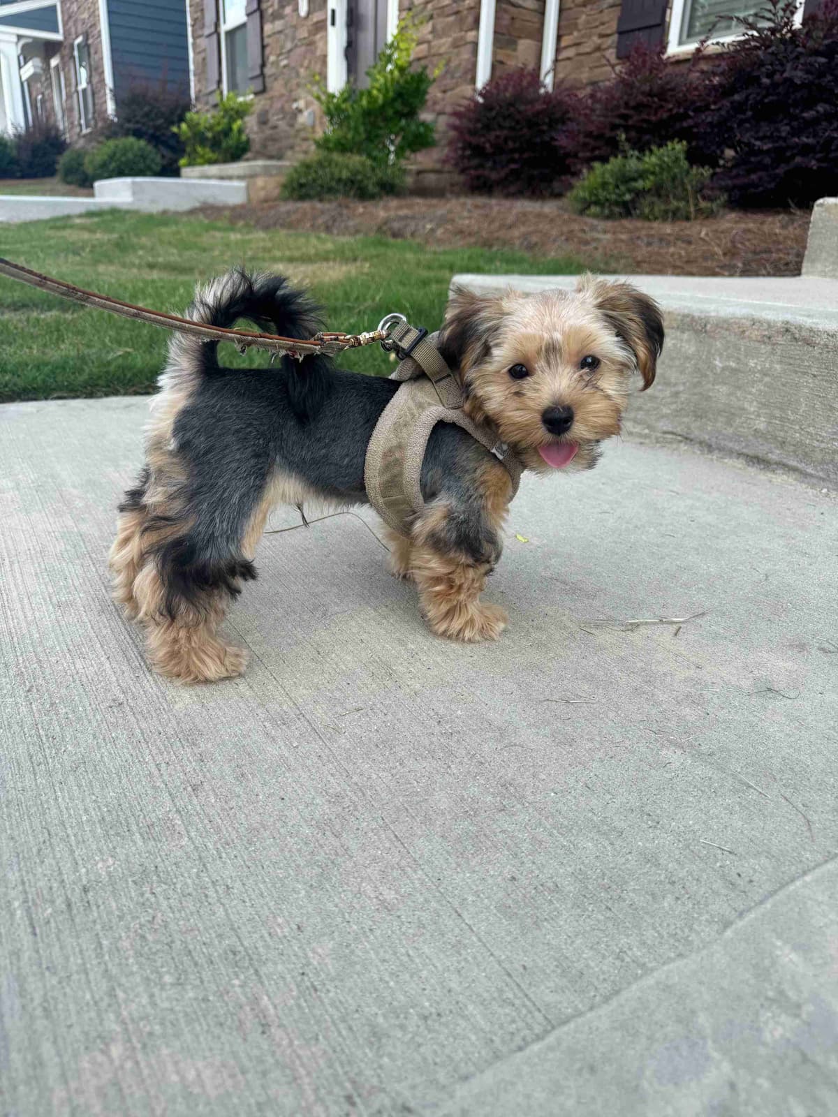 Male Parti Yorkie Puppy Available breeder image 6